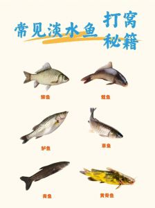 麻鲢和白鲢的区别图片_麻鲢白鲢有啥区别？