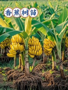 关于香蕉的产地：了解它的主要产区及其生长环境