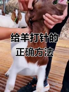 羊静脉注射位置图解_羊耳与颈部静脉输液部位及操作要点