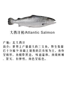 三文鱼每个部位dha_三文鱼DHA丰富，健脑抗炎，鱼肚鱼头籽含量高