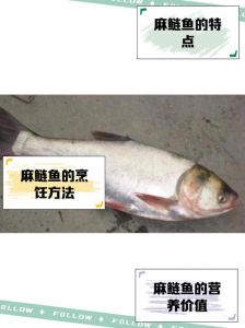 白鲢麻鲢花鲢的区别_花鲢白鲢怎么分？看头看腹棱看鳃耙！