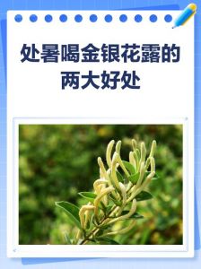 公交车金银花露无删减制作方法与食材详解：传统养生饮品的完整做法