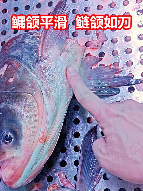 鲢鱼和鳙鱼那个刺多_鲢鳙草鱼刺多，选鲈鱼少刺鱼更轻松