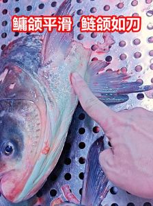 鲢鱼和鳙鱼那个刺多_鲢鳙草鱼刺多，选鲈鱼少刺鱼更轻松