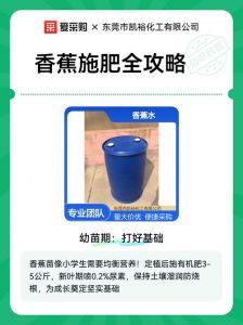 欧美香蕉行情资讯全攻略：免费查看最新动态与市场走向分析
