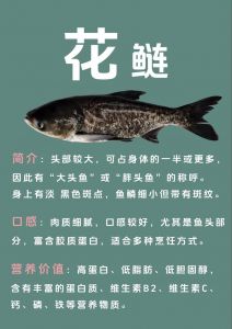 花鲢与白鲢的区别_花鲢白鲢怎么分？看头鳞腹肉就懂！