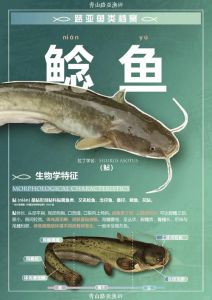 鲶鱼有没有刺_鲶鱼刺多吗？处理方便又鲜嫩