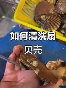 大扇贝怎么清洗图解_撬贝清洗去腥技巧
