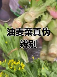 莴笋叶与油麦菜的区别_外形口感营养大不同