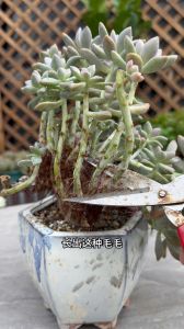 多肉上长白色毛毛要怎么处理_阳光水分通风
