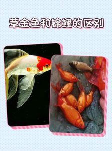 红鲫鱼和草金鱼的区别_颜色体型性格大不同