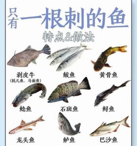鲟鳇鱼刺多吗_鲟鳇鱼刺少肉嫩，鲜美营养