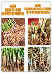 韭菜根移栽方法图解_选对根巧栽种勤管理