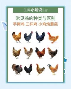 小笨鸡和麻鸡的区别_南方特色土鸡，小而美，肉细味香