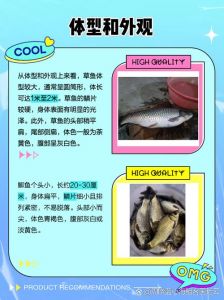 草鱼跟鲫鱼哪个刺多_草鱼煎烤鲫鱼炖汤，刺少肉厚营养好
