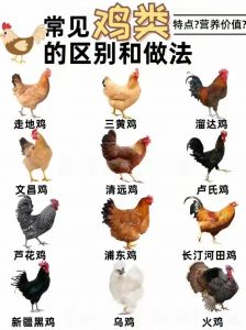 柴鸡和普通肉鸡的区别是什么_柴鸡肉鸡有啥不一样？