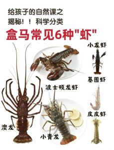 小龙虾和其他虾对比图_口味营养大不同