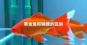 鲤鱼草鱼草鲤口感区别_鲤鱼红烧草鱼蒸，口感风味各不同