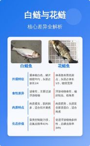 花鲢鱼属于大头鱼吗_大头鱼花鲢，肉质嫩，净化水质好