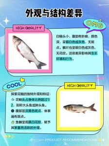 大头鱼跟鲢鳙属于同一种鱼吗_大头鱼和鲢鱼是两种不同的鱼