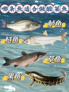大头鱼跟白鲢的区别_如何区分这两种鱼？