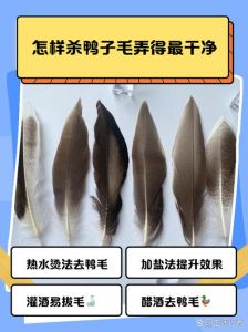 鸭子毛没拔干净怎么处理_鸭毛去法与美味焖鸭菜谱