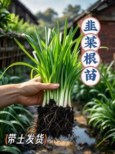 韭菜根怎么栽图解_韭菜高产种植法，根壮苗旺易管理！