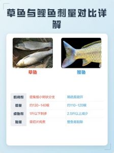 鲤鱼跟草鱼有什么区别_鲤鱼泥底休眠草鱼游动，草鱼肉嫩清蒸鲤鱼糖醋