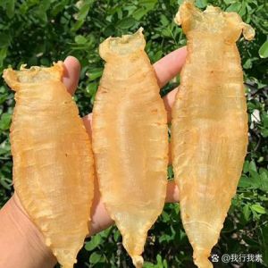 鱼泡和鱼胶的区别_鱼泡鱼胶有啥区别？