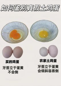 柴鸡蛋跟土鸡蛋有什么区别_柴鸡蛋土鸡蛋哪个好？蛋黄口感营养大不同