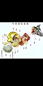 牛各部位详细结构图_牛肉部位与做法，风味丰富多样