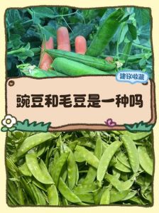 豌豆和冬豆的区别_外观生长环境食用方式的不同