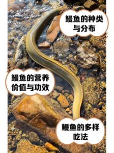 淡水鳗鱼与海水鳗鱼区别_海水与淡水鳗鱼有何不同？