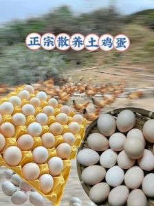 土鸡蛋和柴鸡蛋区别_散养土鸡蛋VS柴鸡蛋，哪个更适合你？