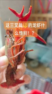 海龙虾和淡水小龙虾的区别_口味营养大不同
