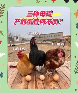 蛋鸡和肉鸡的区别_肉鸡快长肉，蛋鸡慢下蛋