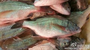 海鲫鱼和黑鲷的区别_别搞混了这两种美味海鱼