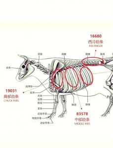 牛的部位详细分解图_牛肉部位特点与烹饪秘笈