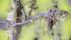 松江鱼刺多吗_刺少肉嫩，江南名鱼需保护