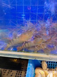 怎样钓罗氏虾_傍晚清晨水温好，蚯蚓诱饵钓大头