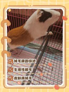 猪有没有中毛_猪毛虽不起眼，价值却很高！