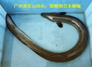 河鳗和泥鳅的区别_河鳗泥鳅外形相似？营养做法大不同
