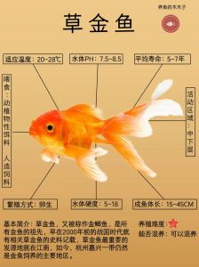 草金鱼属于鲤鱼吗_草金鱼与锦鲤的区别