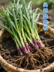 韭菜根横切面装片图解_选土施肥浇水要到位