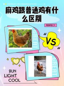 笨鸡和麻鸡的区别_麻鸡与笨鸡的区别