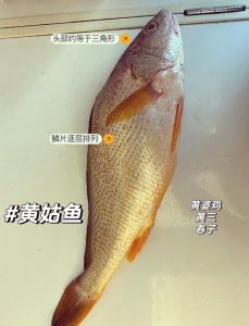 黄鲫子鱼和黄花鱼的区别_不同种类，不同美味！