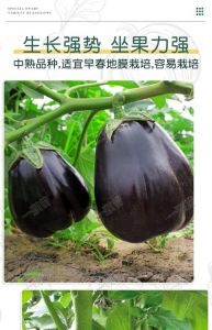 紫皮茄子和黑皮茄子的区别_紫茄嫩滑快炒，黑茄紧实耐炖