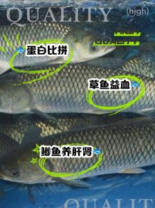 野生海鲫鱼与养殖区别_看体型颜色辨野生养殖鲫鱼