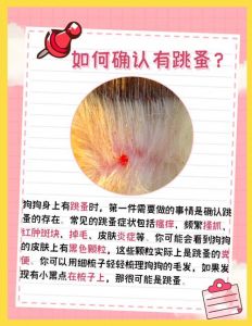 怎么判断狗身上有没有跳蚤_狗狗无故挠痒？可能是跳蚤咬！