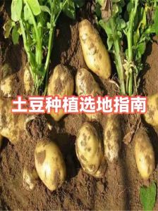 挑选土豆的方法和技巧_挑土豆看外观硬度皮，圆润无破皮更佳，起皮蒸炖光滑炒